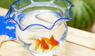 鱼缸的水发白浑浊是什么原因 鱼缸的水为什么发白浑浊