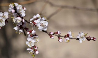 杏花是什么颜色的 杏花的颜色