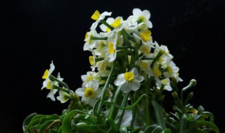 土培水仙花开完花以后怎么处理 土培水仙花开完花的处理方法