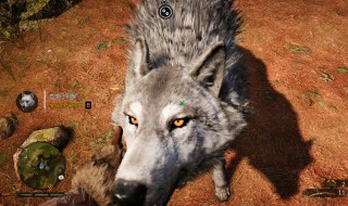 白狼王的特殊能力是什么 什么是白狼王的特殊能力