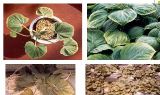 植物硼中毒解决办法 植物硼中毒解决办法有什么