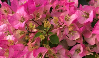 红心樱花三角梅勤花吗 红心樱花三角梅需要勤花吗