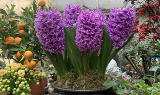 风信子花谢后还能活吗 风信子花谢后能不能活吗