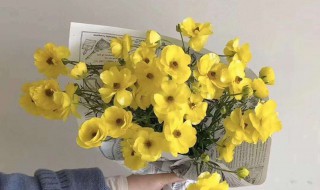 鲜切花和鲜花的区别 鲜切花和鲜花的不一样