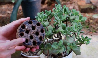 熊童子好养吗 熊童子是否好养