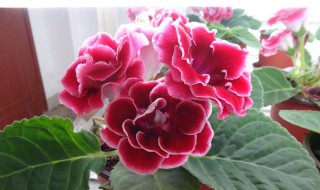 大岩桐只打骨朵不开花怎么办 大岩桐只打骨朵不开花如何办