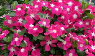 长春花一年四季都开花吗 长春花开花时间