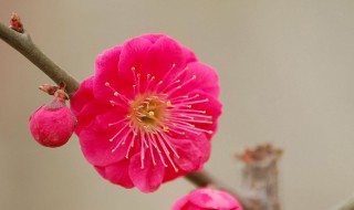 红梅的特点 关于红梅的特点