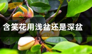 含笑花用浅盆还是深盆 含笑花需要用浅盆还是深盆