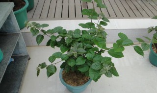 三角梅缓苗期多长时间才能晒太阳 三角梅缓苗期多久才能晒太阳