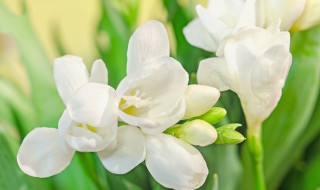 小苍兰种植时间和方法 关于小苍兰种植时间和方法