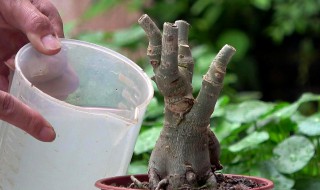 沙漠玫瑰可以多久不用浇水 沙漠玫瑰可以隔多久不浇水