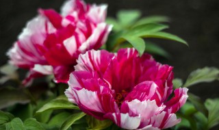 牡丹花什么颜色是花中之王 牡丹花花中之王的颜色