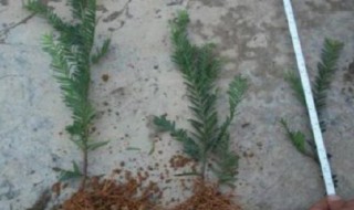 红豆杉移栽注意事项 红豆杉移栽注意事项有哪些
