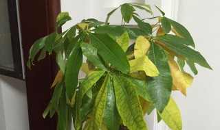 怎么判断发财树旱了还是涝了 如何判断发财树旱了还是涝了