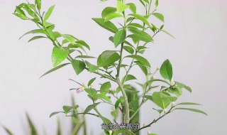 如何促进柠檬树长叶 怎样促进柠檬树长叶