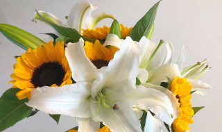 向日葵和百合搭配有什么意思 向日葵和百合搭配的寓意