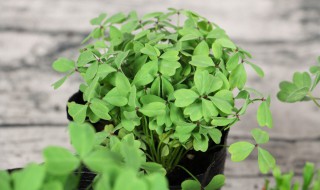 酢浆草收球保存方法 酢浆草种球如何保存