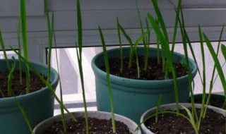 小苍兰根球能活几年 小苍兰根球能活的时间是多少