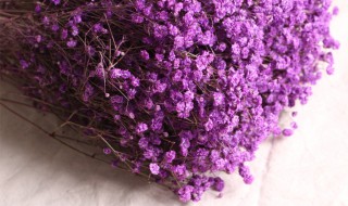 满天星干花能保存多久 满天星干花能保存时间有多长