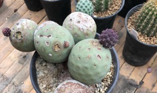 习志野用什么盆种植好 配土用什么样的