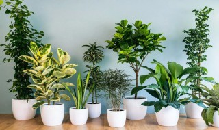 什么植物适合放在卧室 房间放这些植物美观又健康