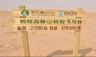 蚂蚁森林获得了什么奖? 蚂蚁森林获奖介绍