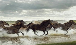 为什么好马不吃回头草? 原来是这样的