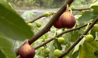 种植无花果前景如何 种植无花果赚钱吗