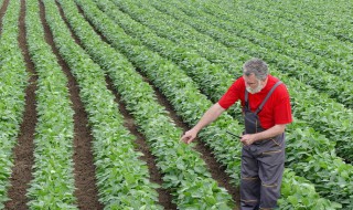 刺老芽怎么种植 快来看看