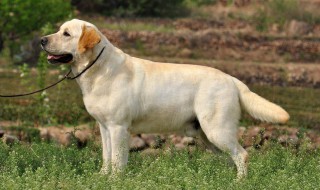 拉布拉多为什么不能养 为什么养拉布拉多犬的人越来越少?