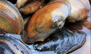 河蚌功效与作用 河蚌有什么好处