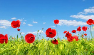 跟花有关的句子 跟花有关的简短句子