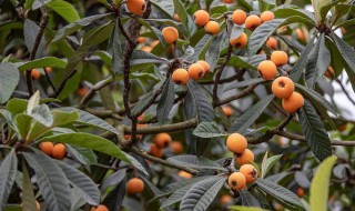 枇杷苗的栽培方法 枇杷苗栽培技巧