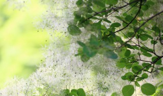 黄栌扦插时间和方法 杆插黄栌方法