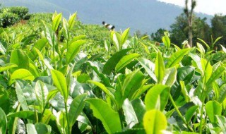 茶树修剪的方法 修剪茶树的窍门