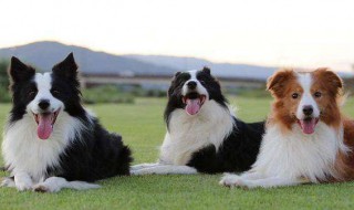 边牧如何训练 训练边牧的技巧