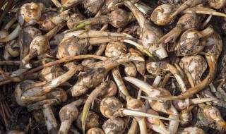 白慈菇的功效与作用 白慈菇吃了对人体有哪些好处