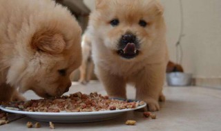 用烤箱如何做狗粮 烤箱自制天然狗粮