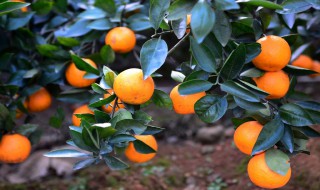 柑橘保鲜实用方法 柑橘常用储藏方法