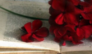 一眼惊鸿的温柔诗句 让人惊艳的诗句