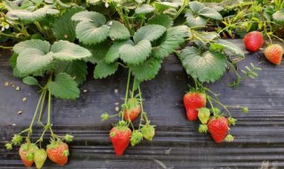 草莓怎样种植收成高 草莓种植收成高需要怎样做