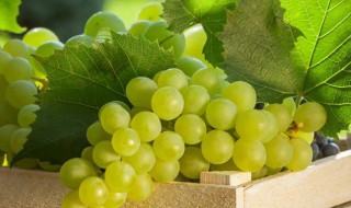吃葡萄有哪些好处 吃葡萄的好处有哪些