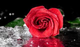 十一朵玫瑰花代表什么 十一朵玫瑰花的意思