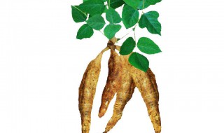 柴葛粉和葛根粉是一种东西吗 柴葛根与粉葛根有什么区别