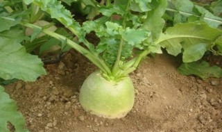 心里美萝卜种植方法 心里美萝卜种植技术