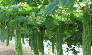 苦瓜藤的作用与功效 苦瓜藤的作用与功效简述