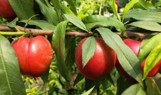 油桃的功效与作用禁忌 油桃的功效与禁忌