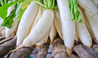 红萝卜和白萝卜可以一起吃吗 红罗布和白萝卜为什么不嫩一起吃