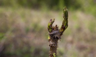 刺老芽的功效与作用 吹刺老芽的好处是什么